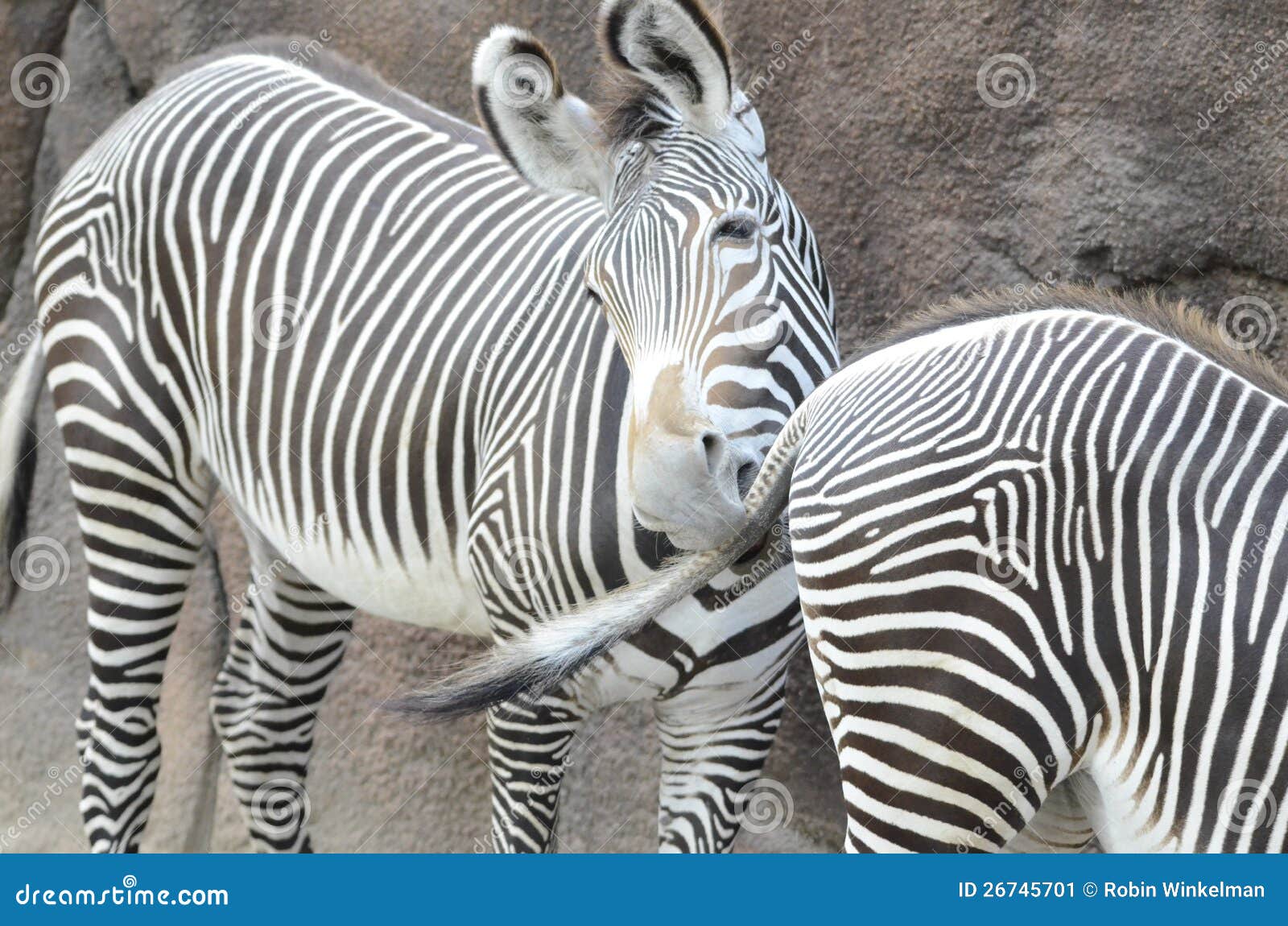 Zebra bite stock image. Image of tail, zebras, stripes 26745701