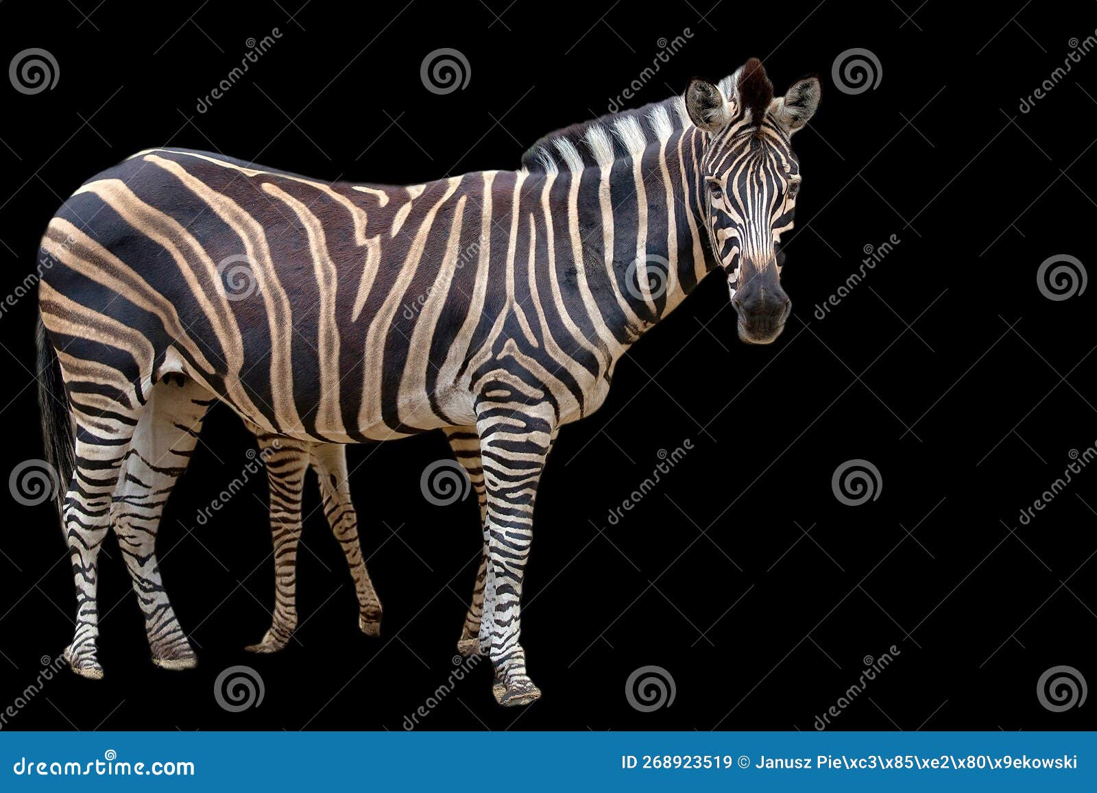 Zebra on a Black Background Stock Image Image of africa, eyes 268923519