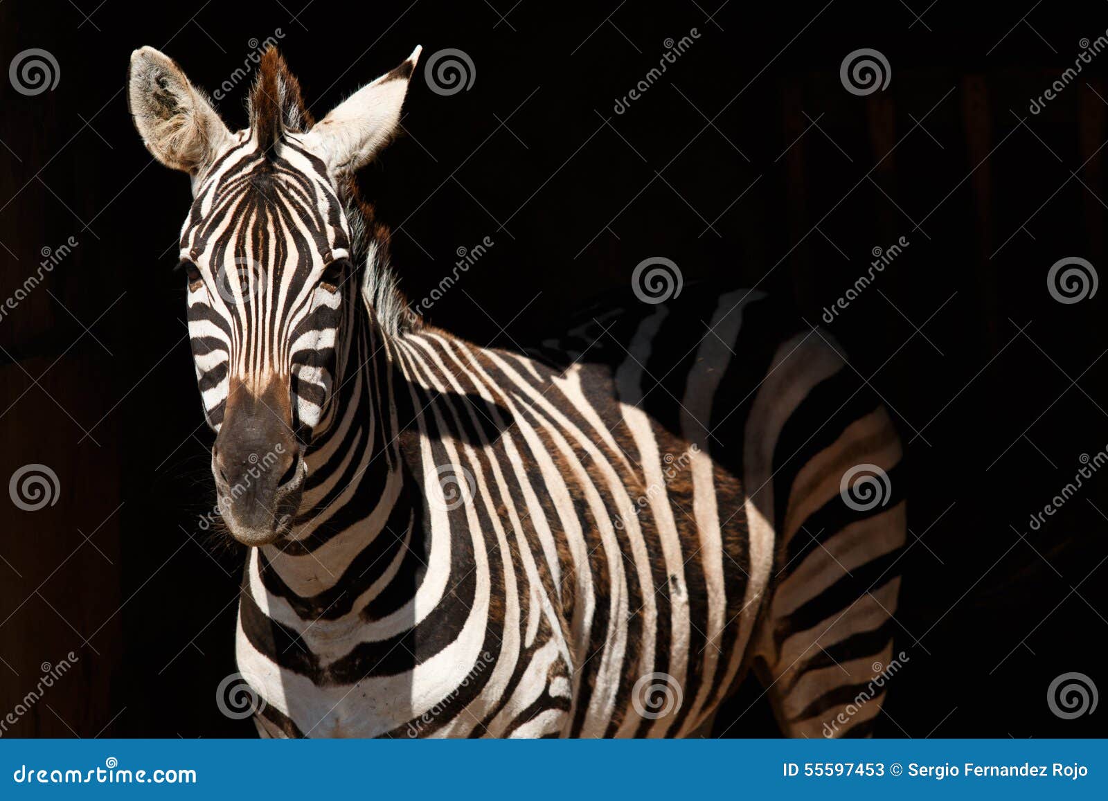 Zebra in black background stock image. Image of mammals 55597453