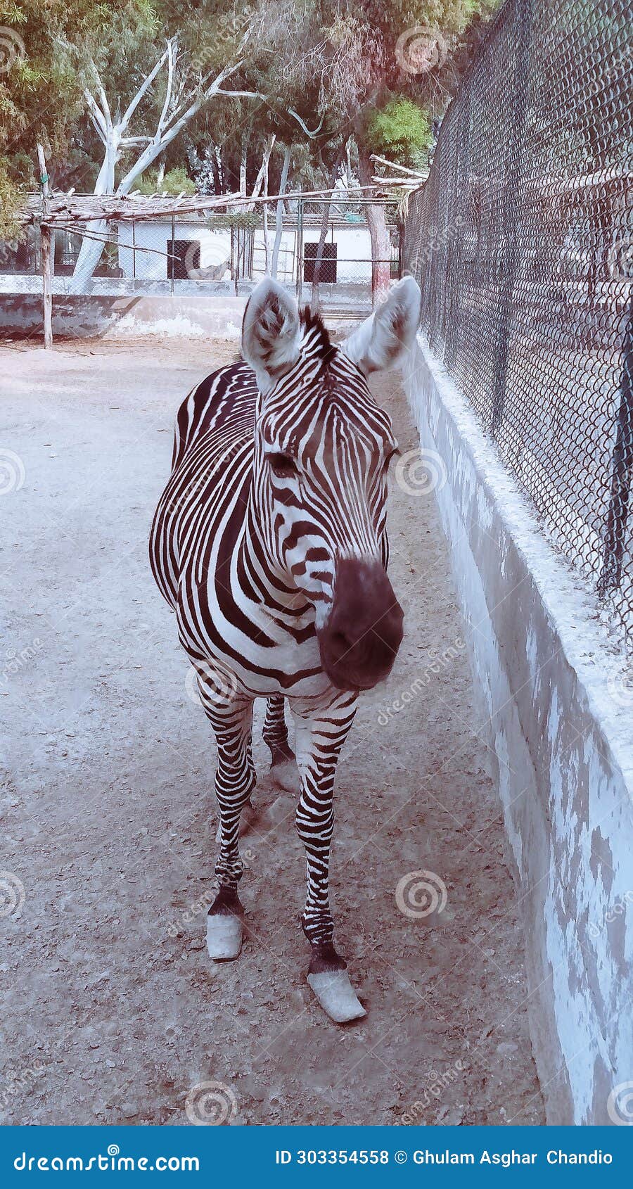 zebra black and white striped equine animal of africa, herbivores live in dazzles, zebresseanimal, zebre, cebra, photo