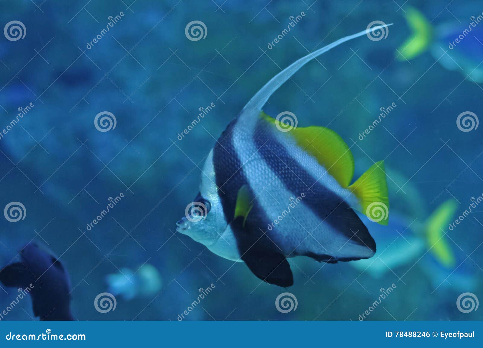 Zebra Black White Striped Ocean Fish Stock Photo Image of marine