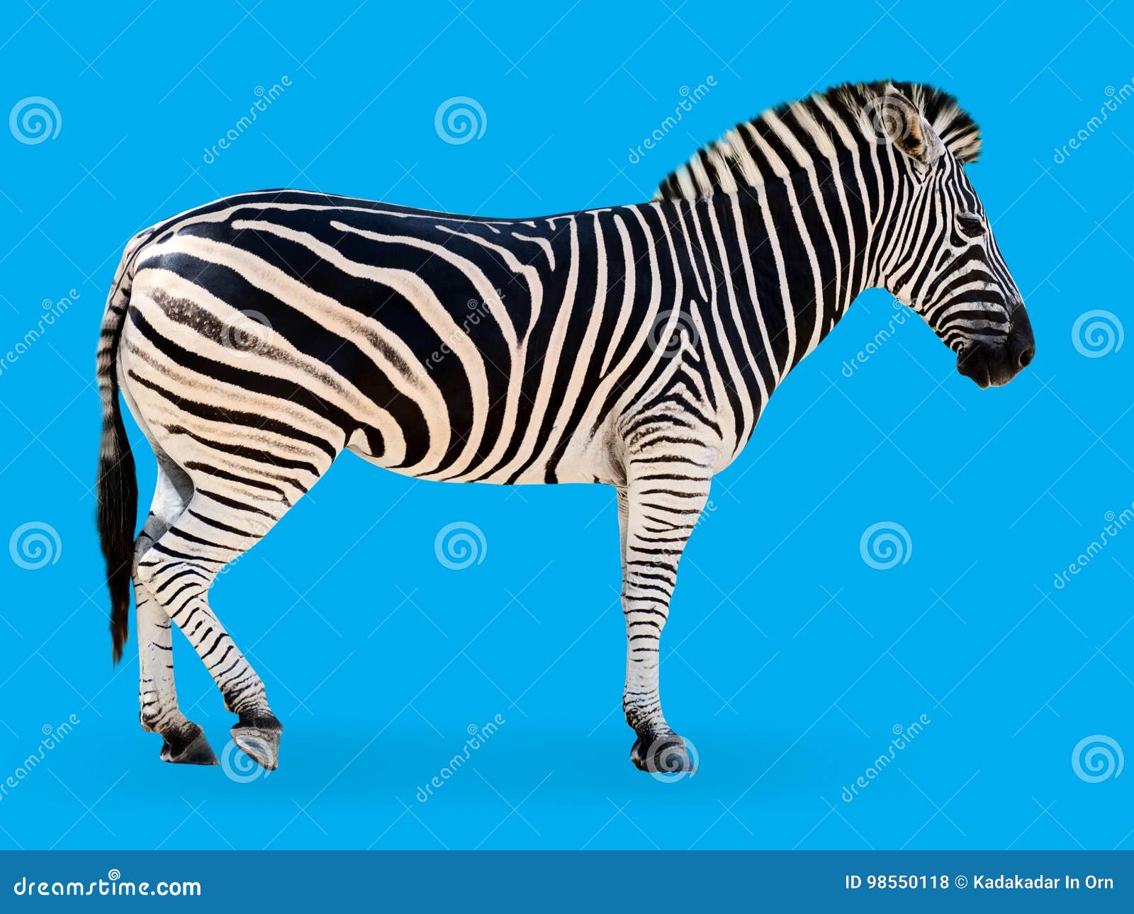 Zebra blue background stock photo. Image of isolated 98550118