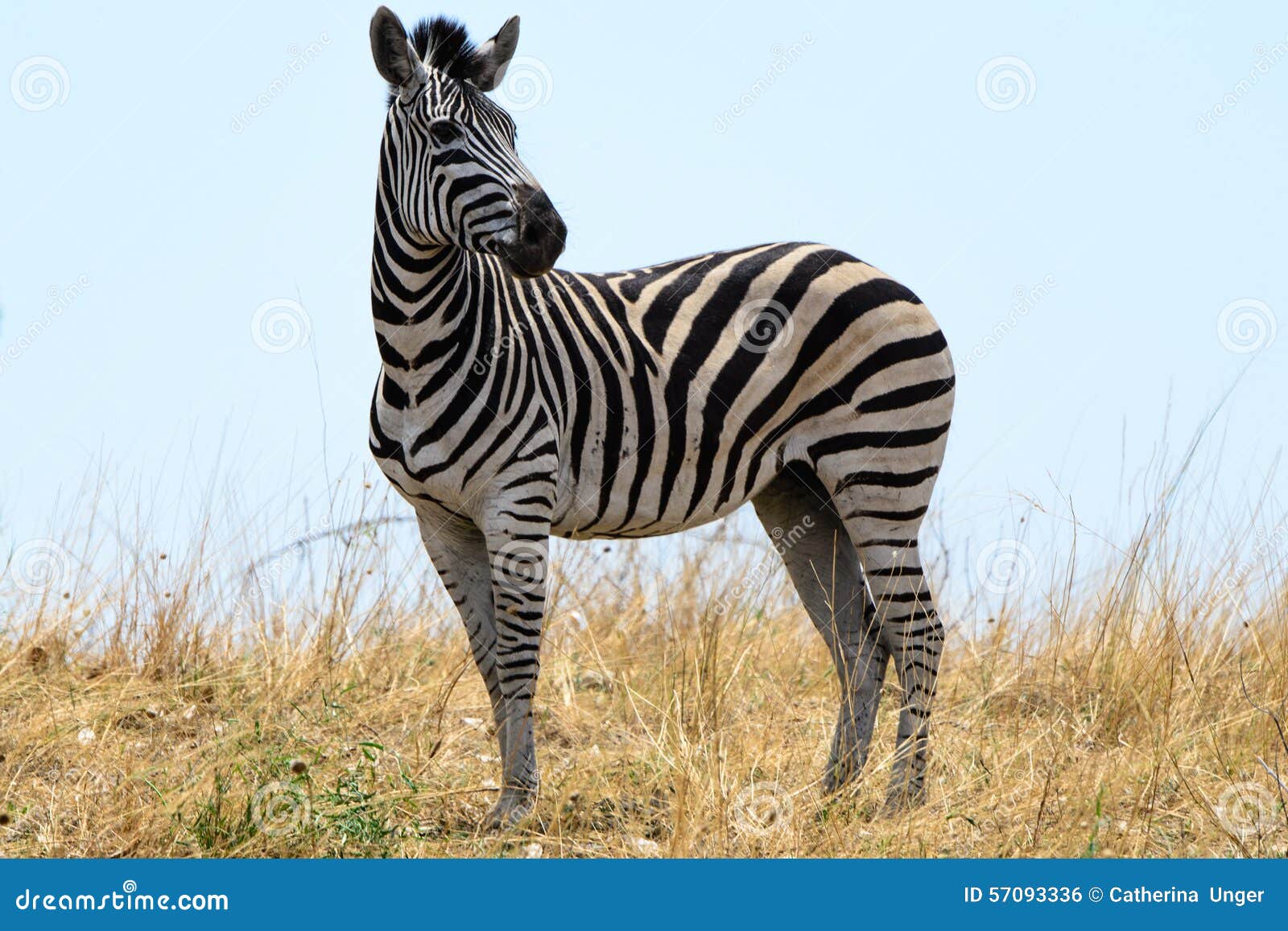zebra in botswana