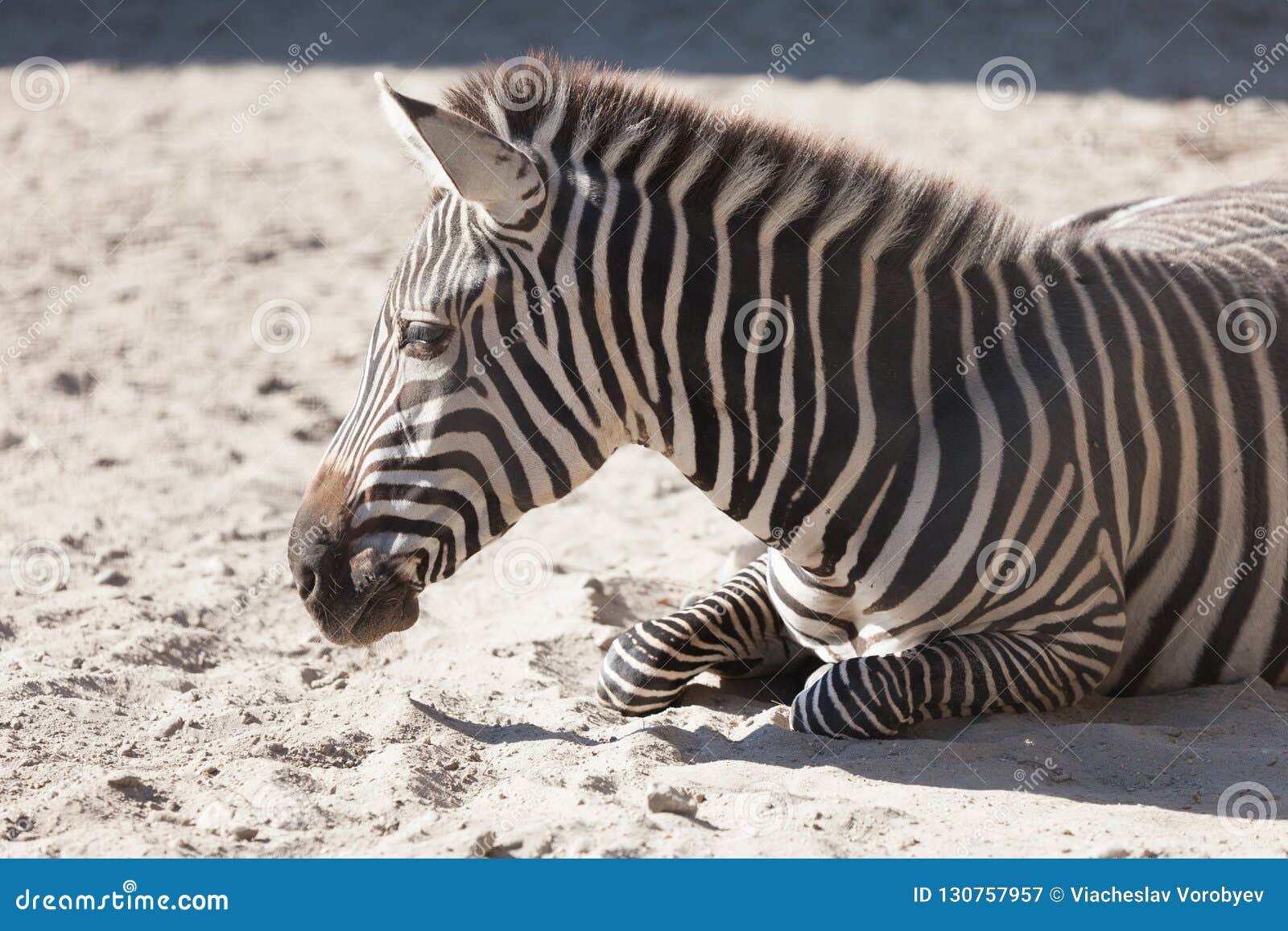 Zebra in Budapest Zoo stock image. Image of zebra, budapest 130757957