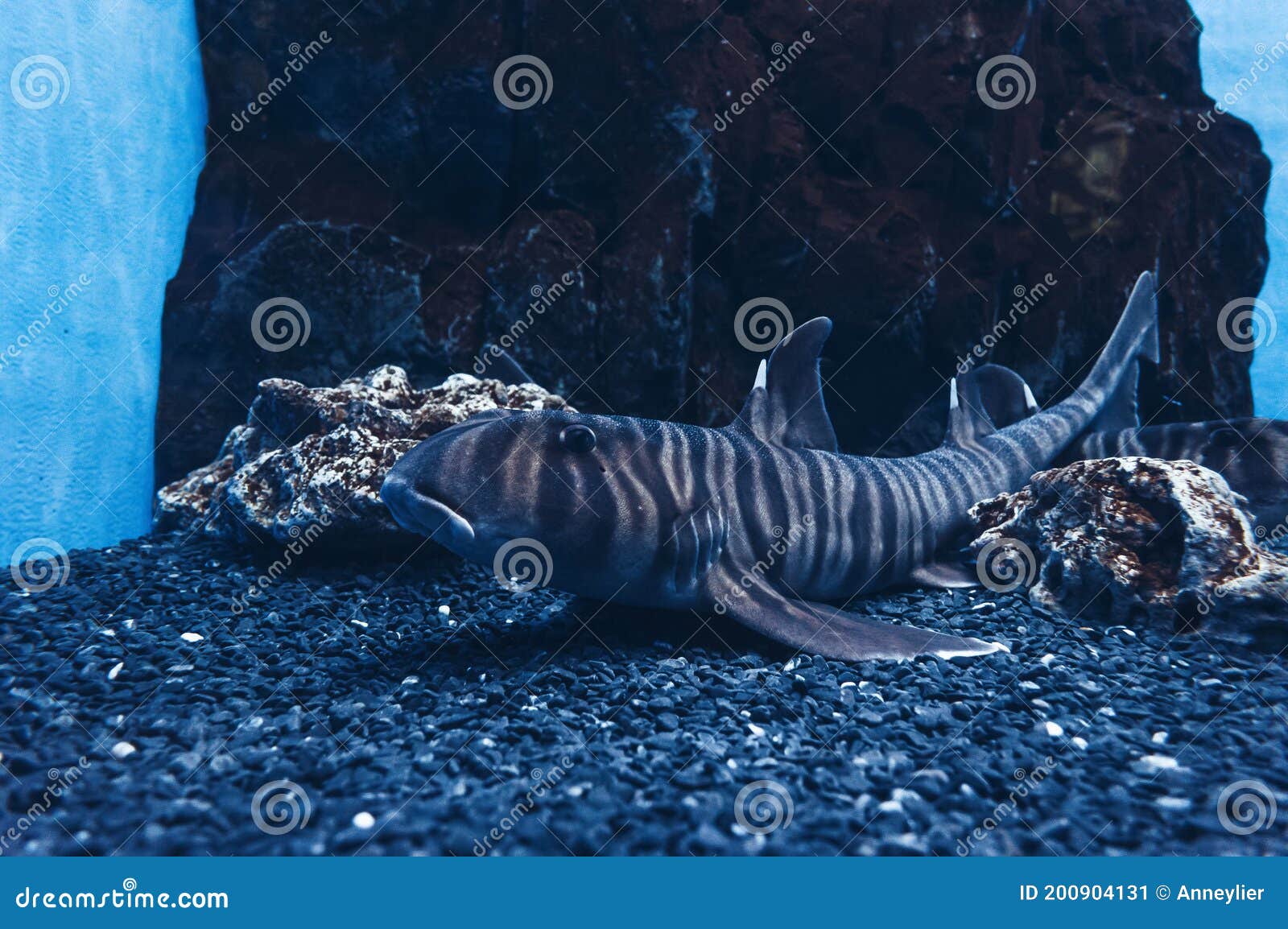 Zebra bullhead shark stock image. Image of organism - 200904131, image size:1600x1154