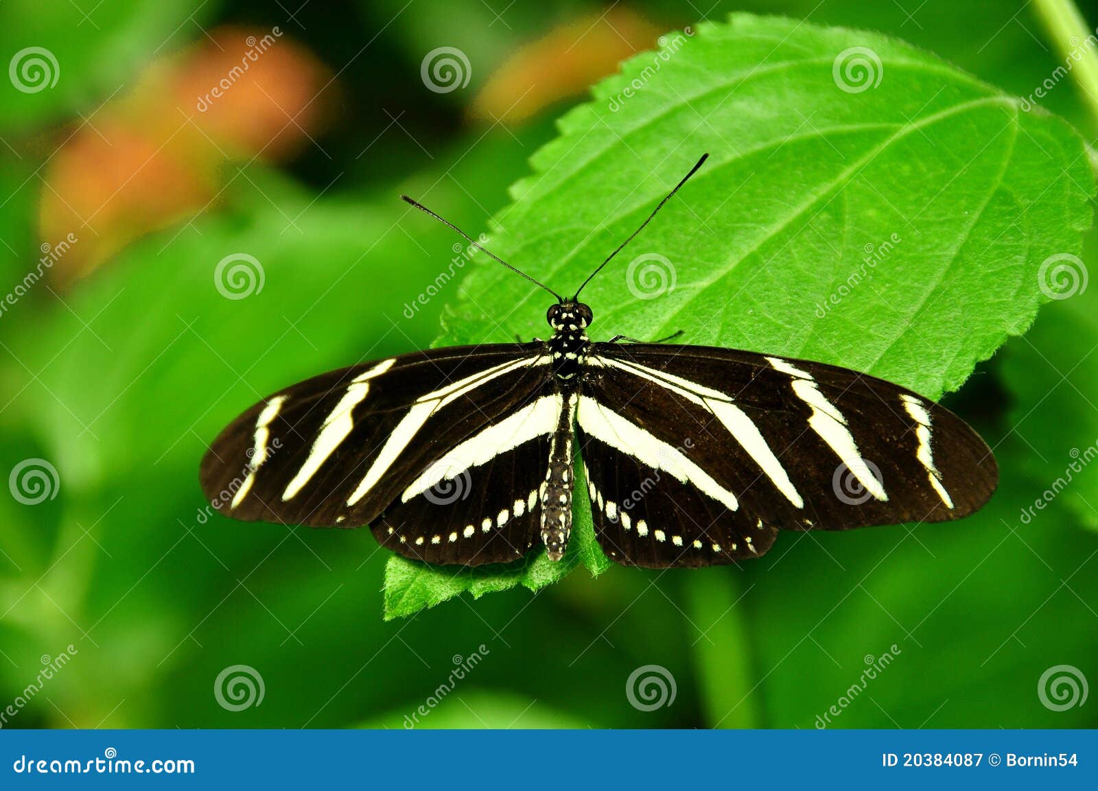 The Zebra Butterfly stock image. Image of stripes, plant 20384087