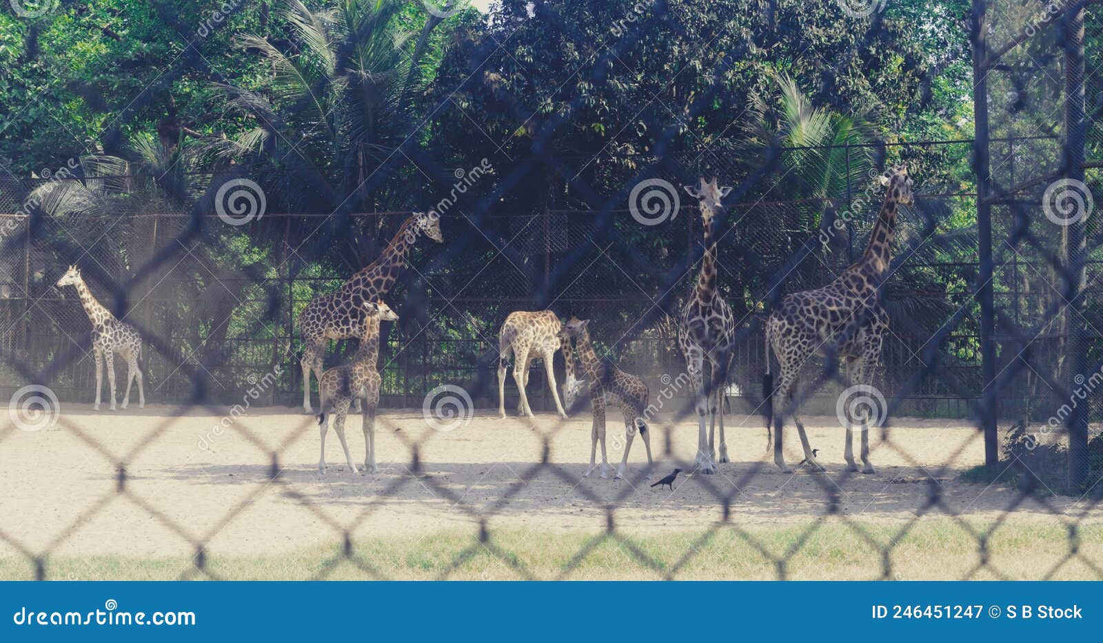 Zebra in a Cage. Animals in Captivity Stock Image Image of safari