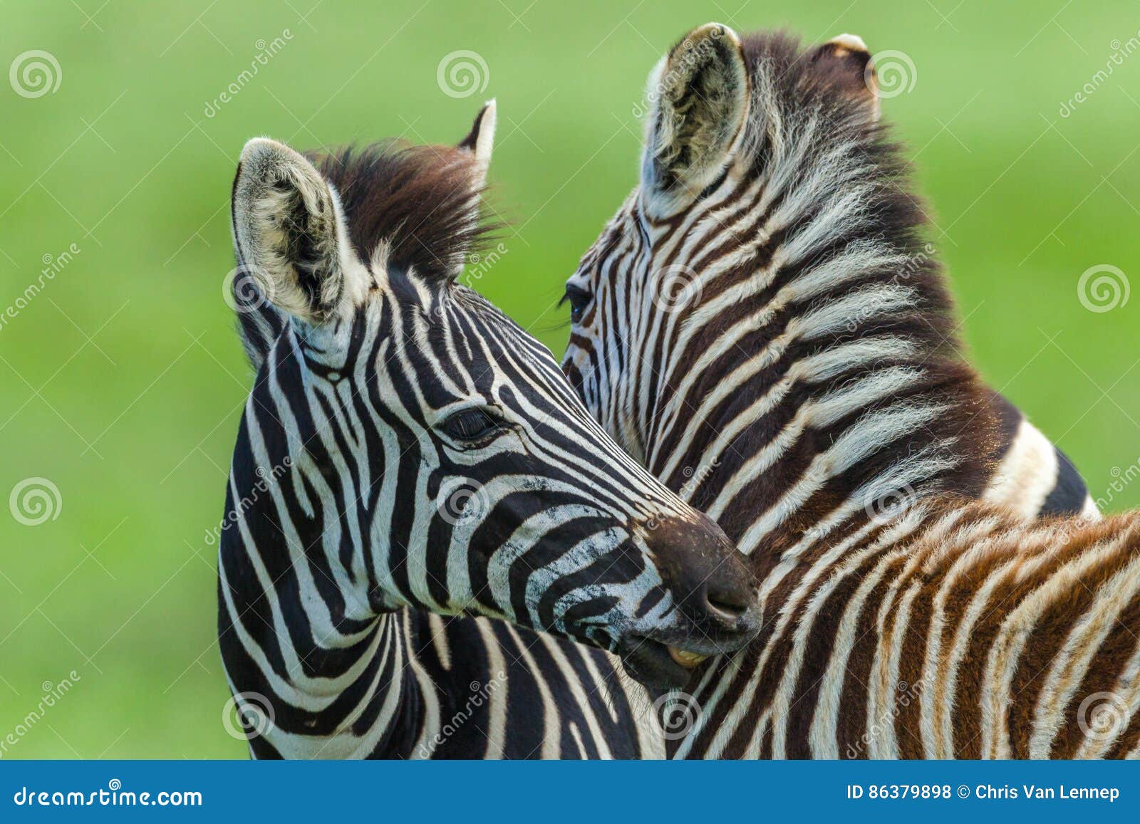 zebras calf necking affections wildlife