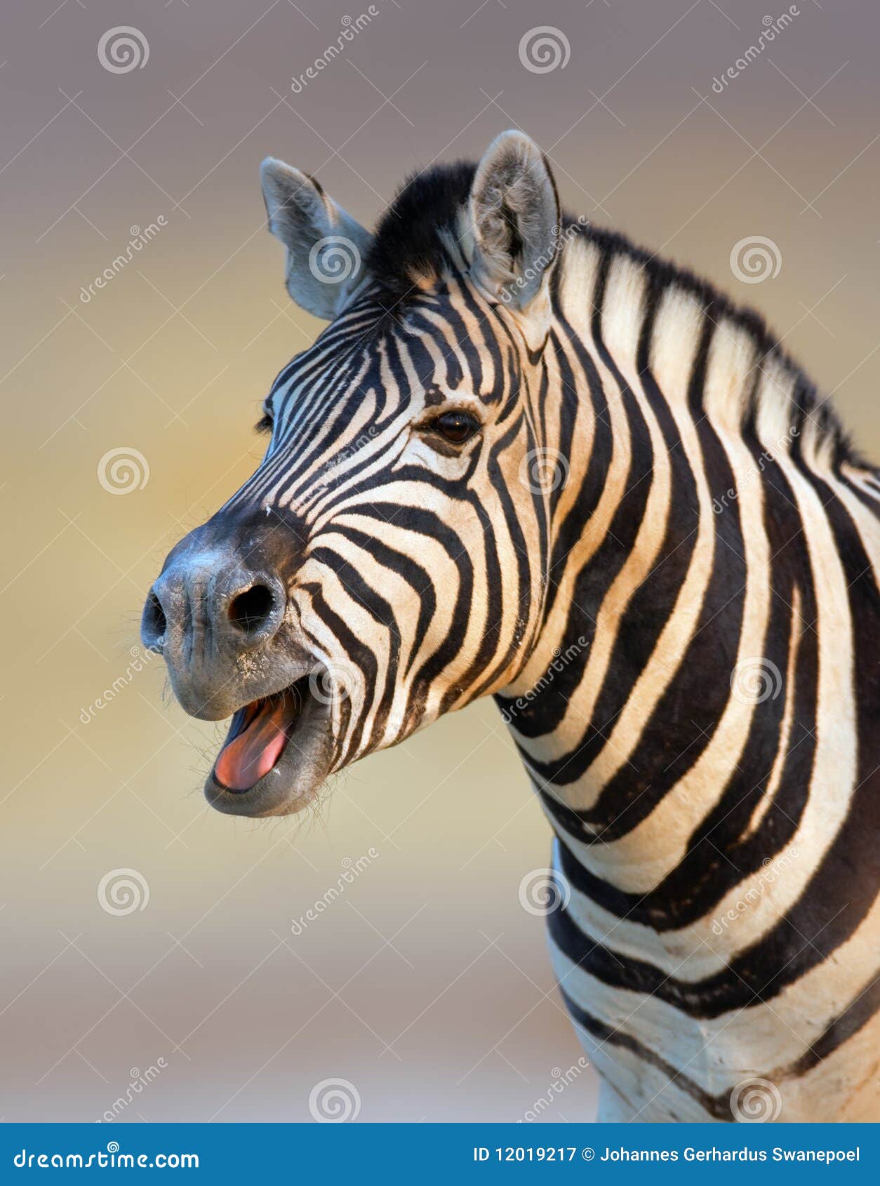 Zebra calling stock image. Image of portrait, yawning - 12019217