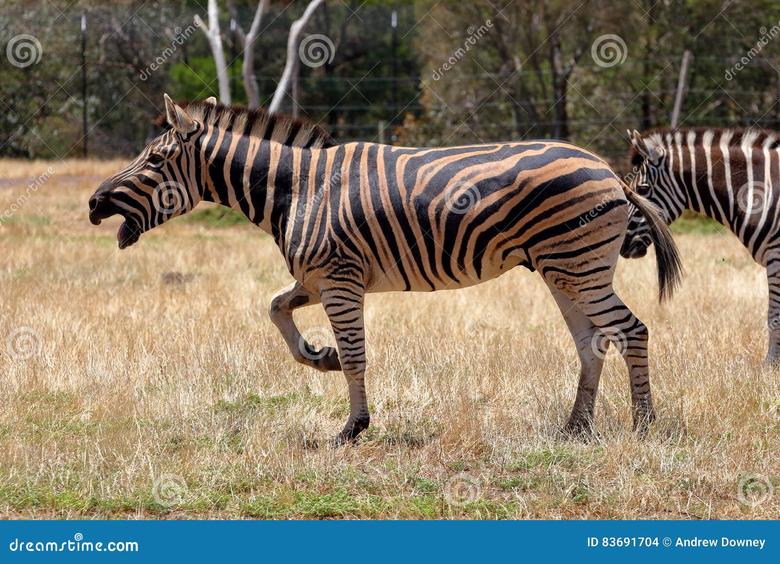 Zebra calling stock photo. Image of shouting, calling 83691704