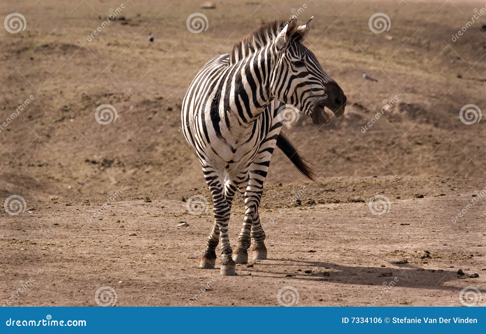Zebra calling out stock photo. Image of pose, masai, mammal 7334106