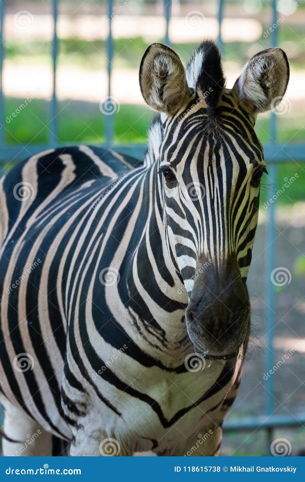 zebra chapman, equus burchelli chapmani