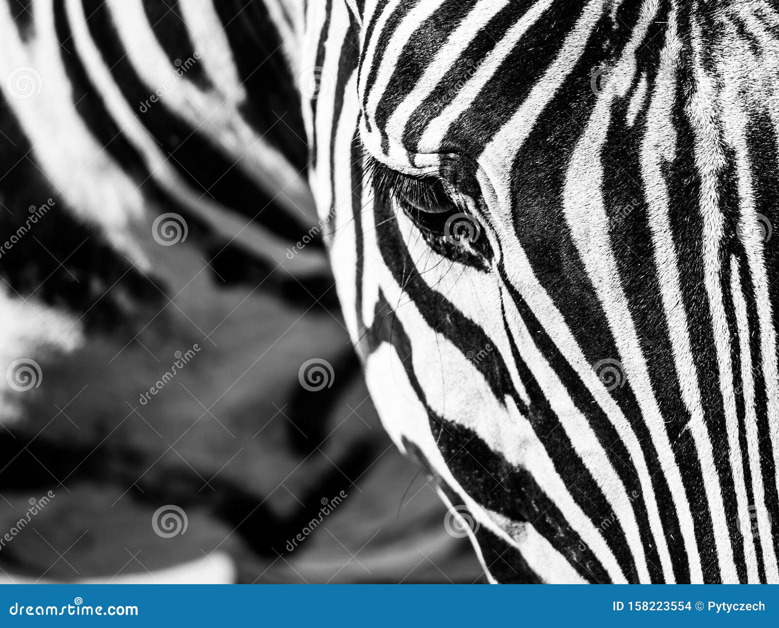 Zebra close-up portrait. Detailed view head with stripes.