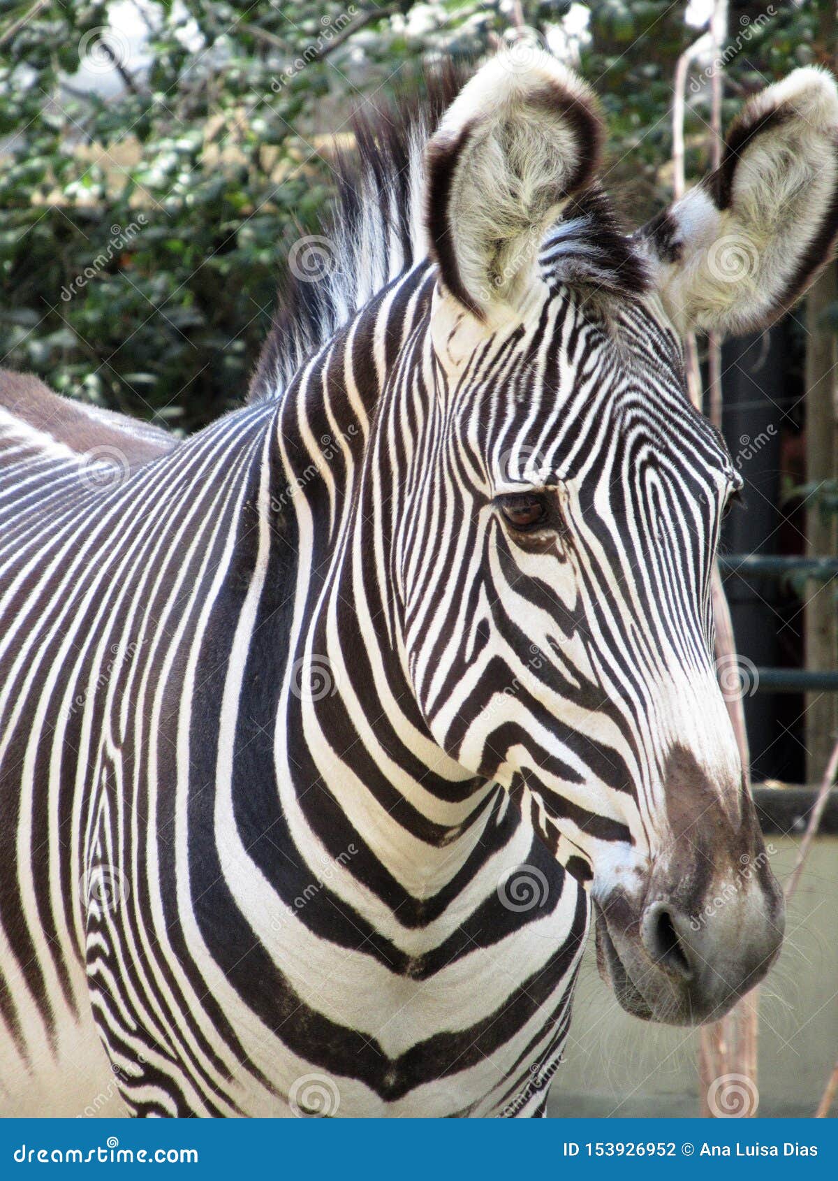 Zebra Closeup Black And White Stripes Stock Photo Image Of Hair Animals 153926952