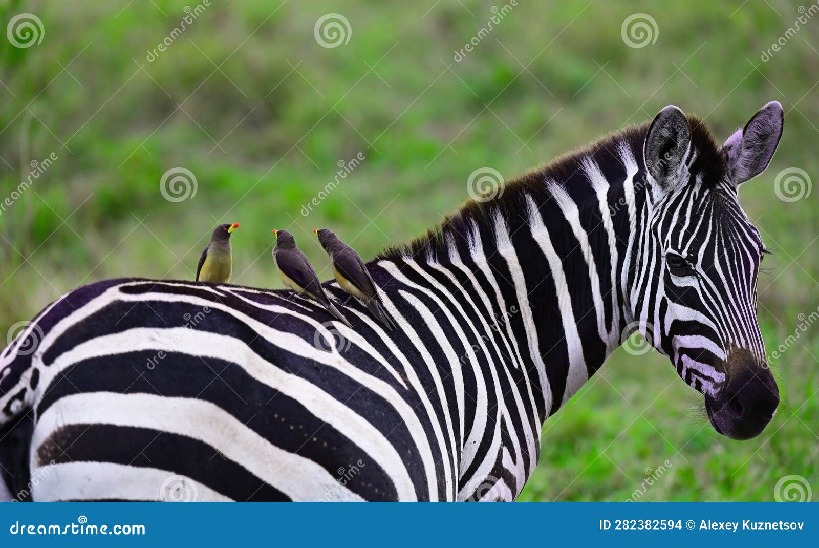  Eu Sinto Cocegas - A Zebra E Seus Amigos (Em