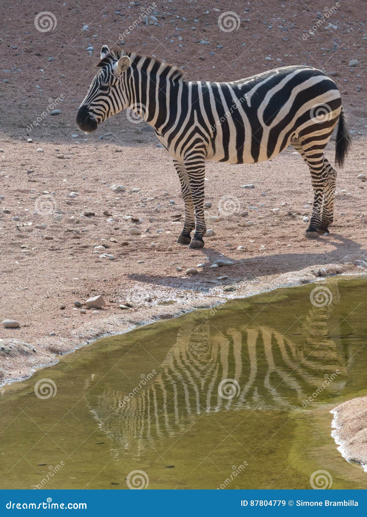 zebra