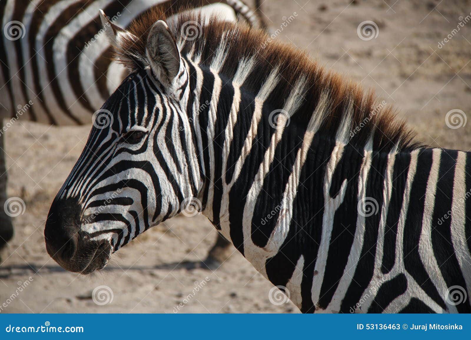 zebra in crater ngorongoro (tanzania)