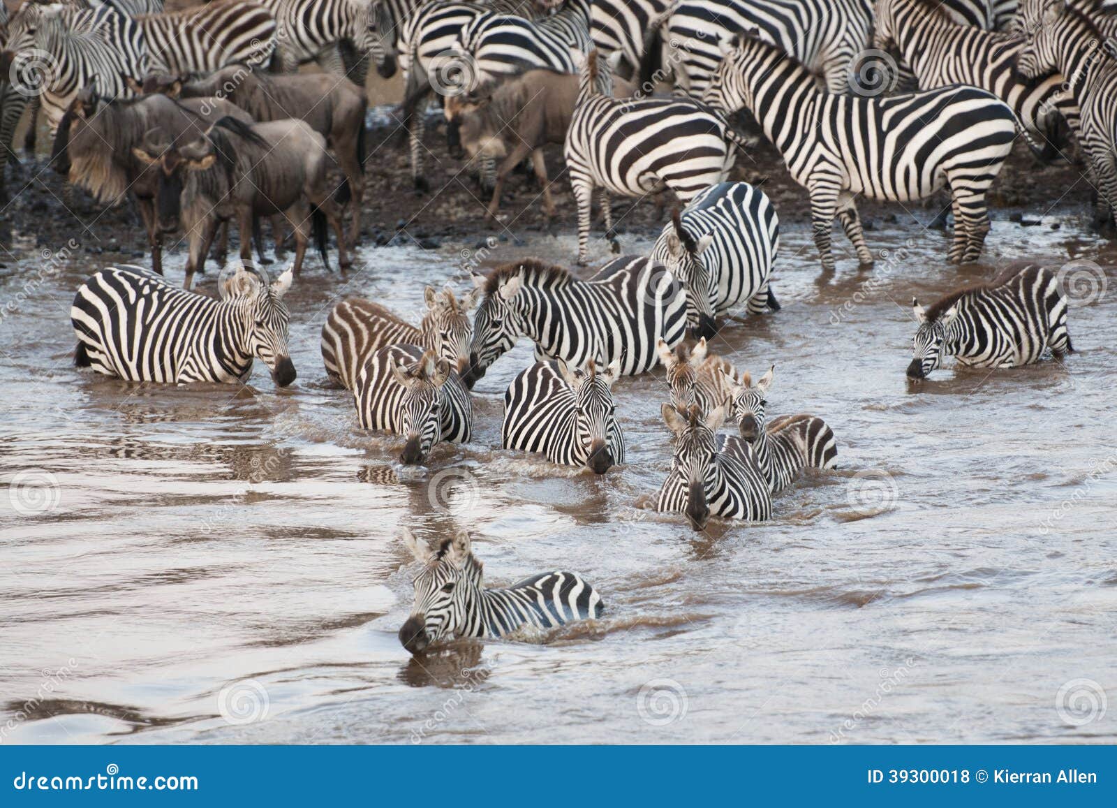 zebra crossing the mara river in kenya, africa