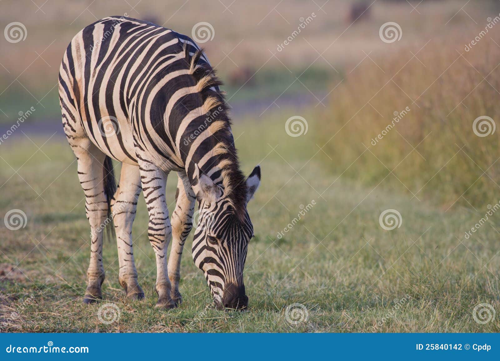 Zebra das planícies. Pastar Plains a zebra (dos burchell), Rietvlei África do Sul