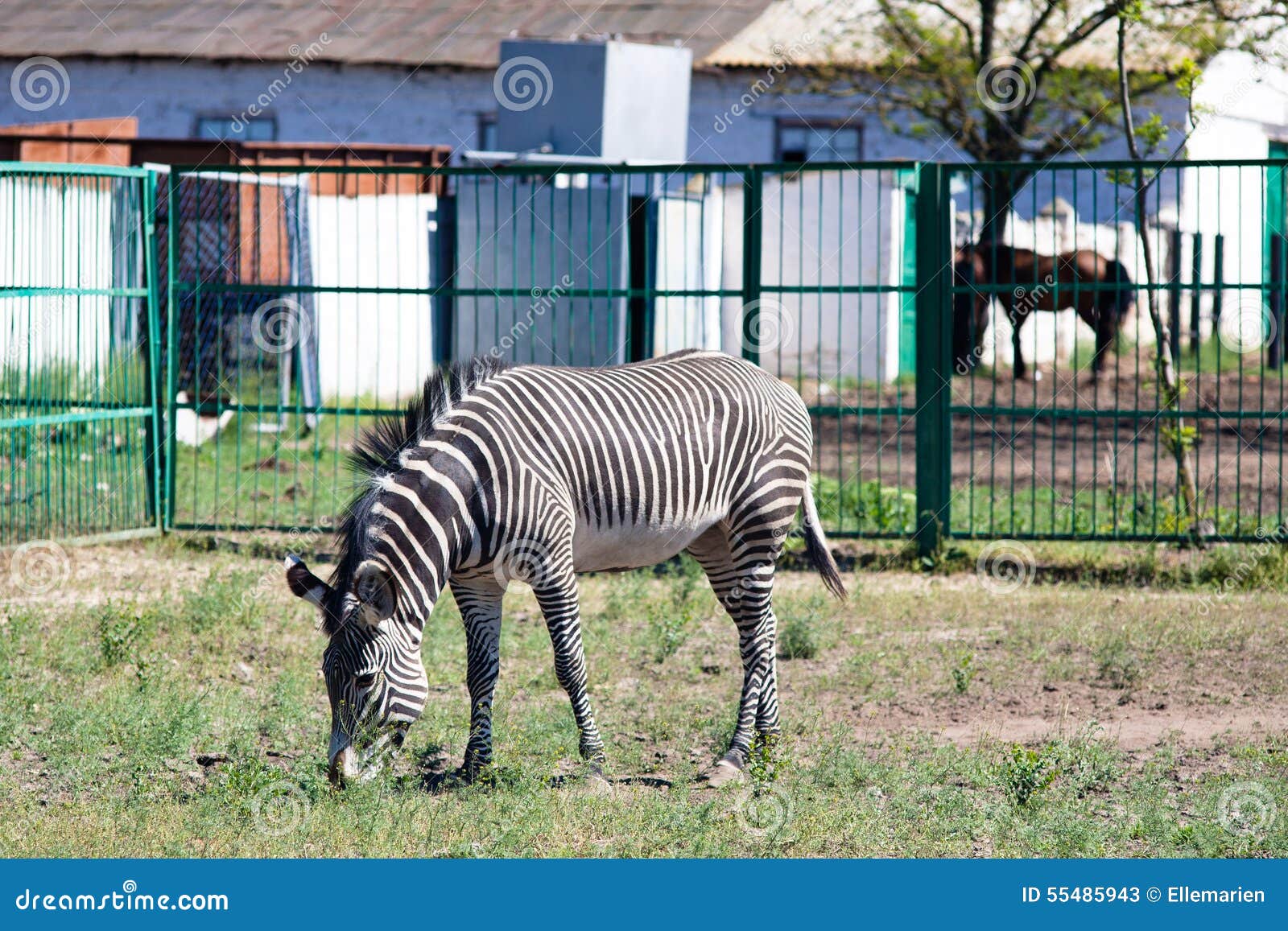 Zebra die gras eten. Een zebra die groen gras in dierentuin eten