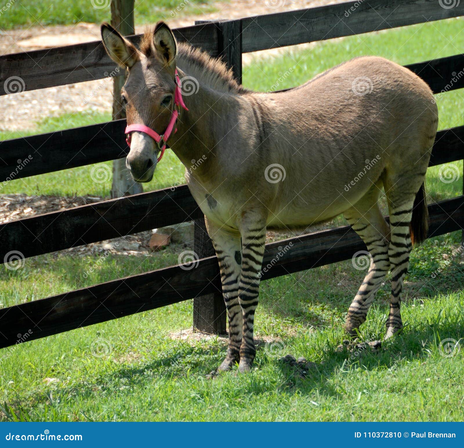 Zebra and donkey hybrid in holding pen. A zonkey, or a zebra-donkey hybrid animal in a holding pen in a wildlife reserve.