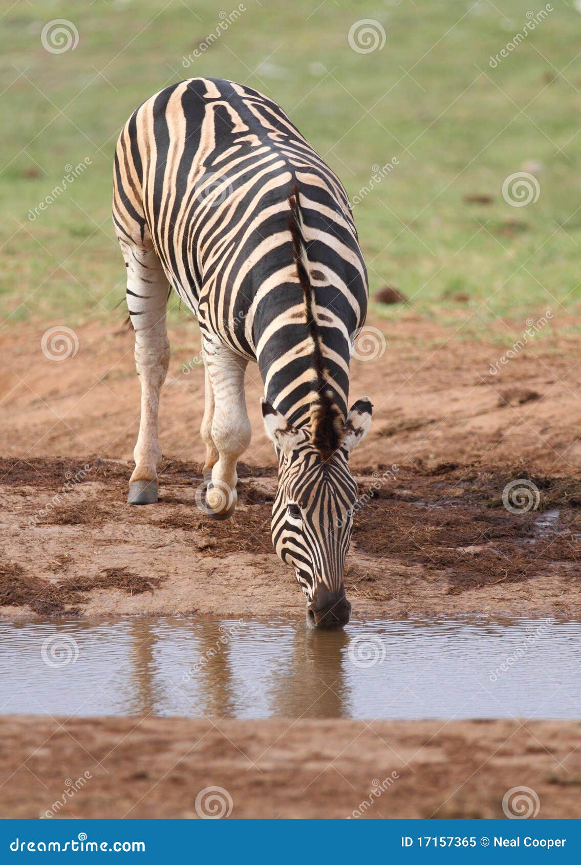 Zebra drinking water stock image. Image of horse, zebra 17157365
