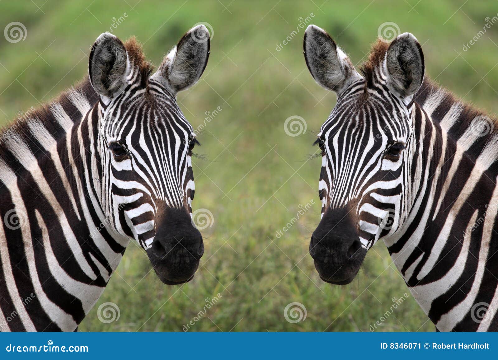 zebra duo