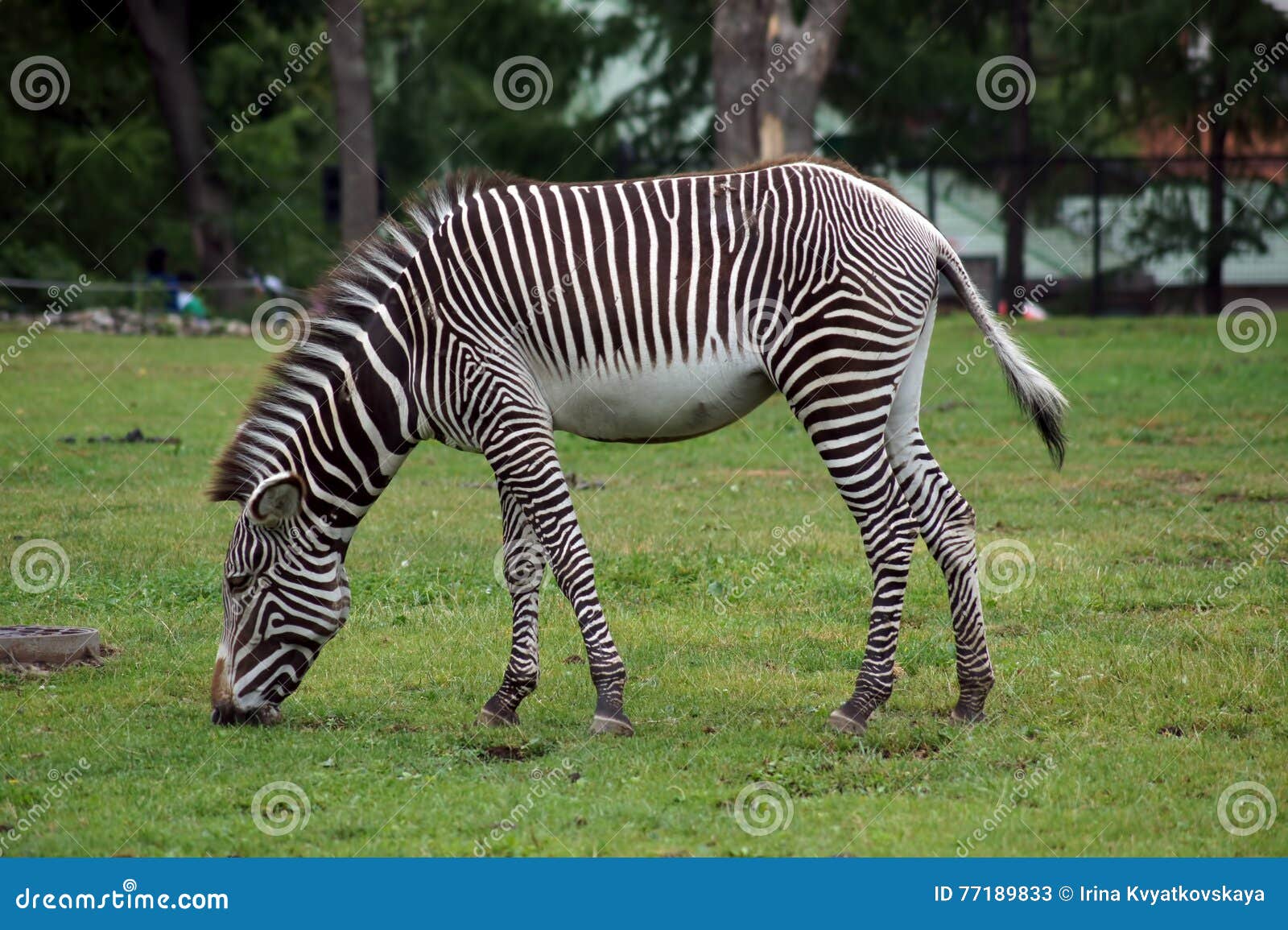 Zebra is eating grass stock image. Image of natal, africa - 77189833
