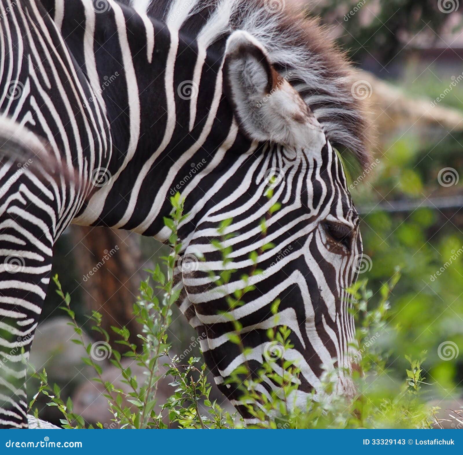 Zebra at Edmonton Valley Zoo Stock Image Image of black, mammal 33329143