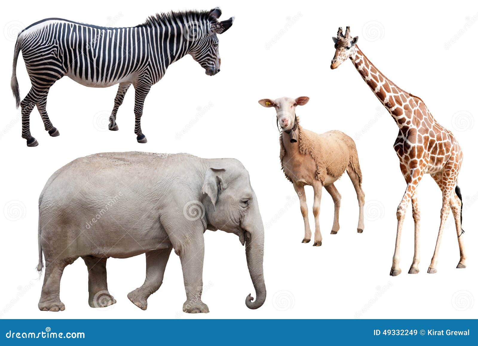 A Zebra, Elephant, Sheep and Giraffe Isolated Stock Image Image of