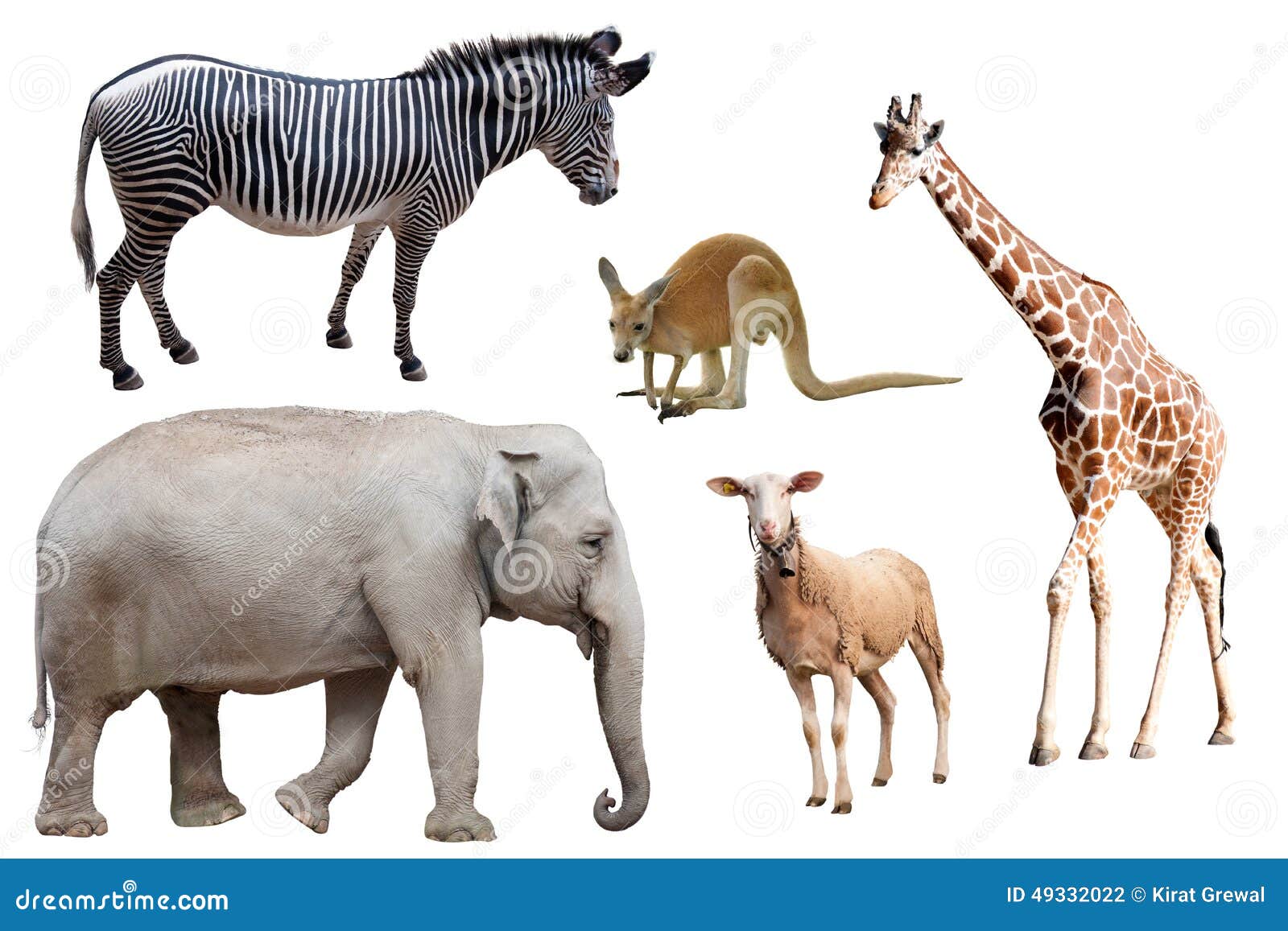 3,452 Terrestrial Animals Stock Photos - Free & Royalty-Free Stock Photos  from Dreamstime