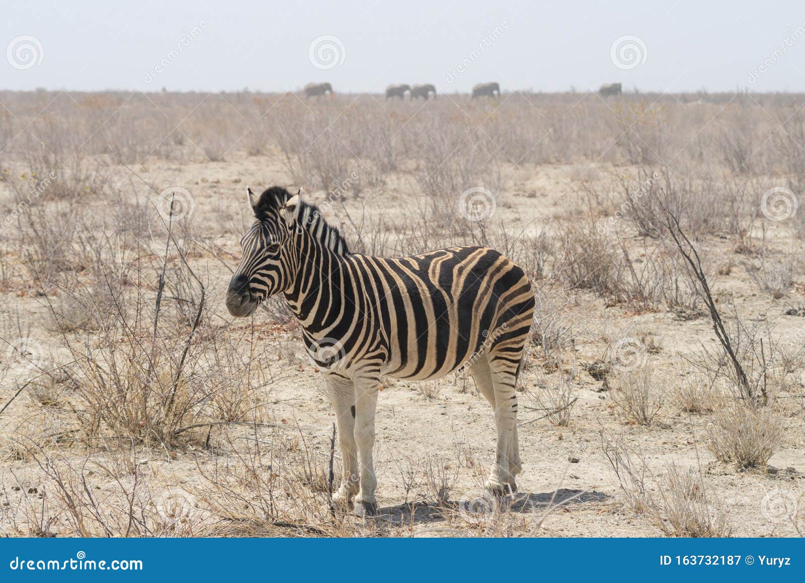Zebra and elephants stock image. Image of africa, nature 163732187