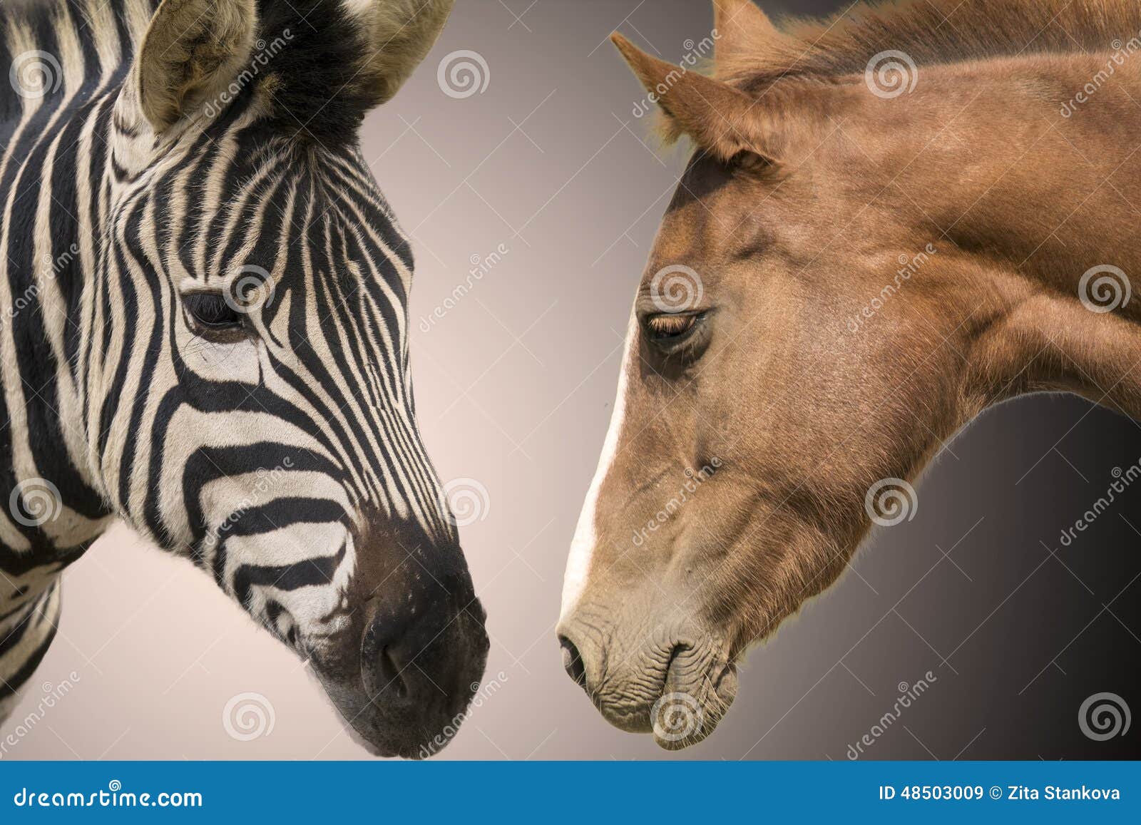 Zebra en paard stock afbeelding. Image of dieren, binnenlands 48503009