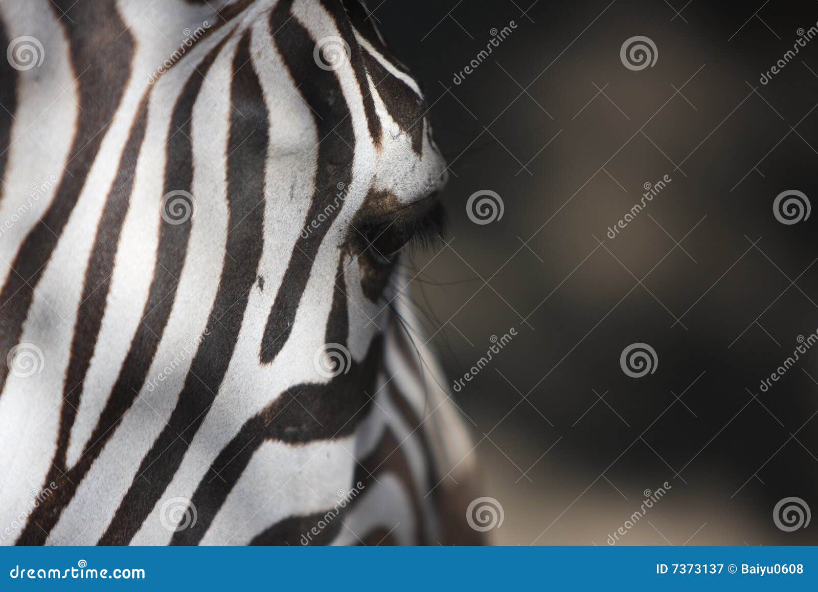 zebra feature