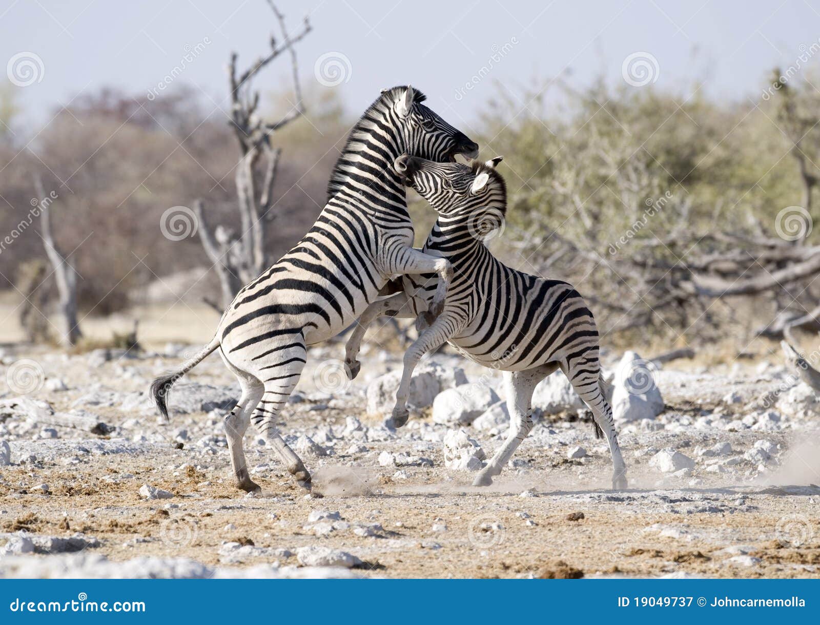 Zebra fighting stock image. Image of zebra, etosha, park 19049737