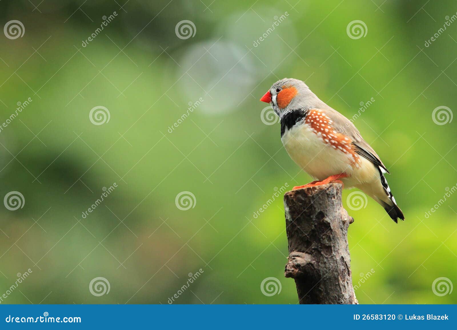 zebra finch