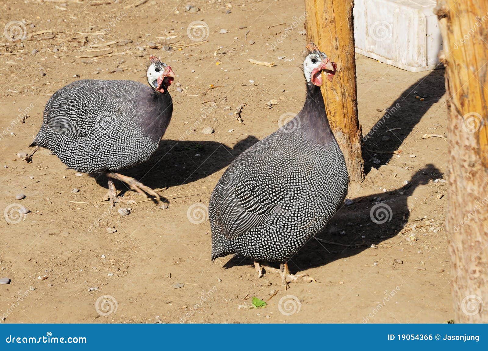 Zebra Finch chicken stock photo. Image of sleep, place 19054366