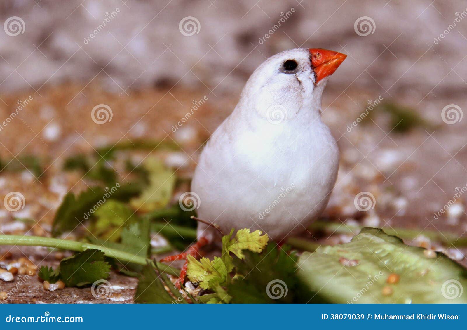 Zebra finch stock image. Image of flight, environment - 38079039