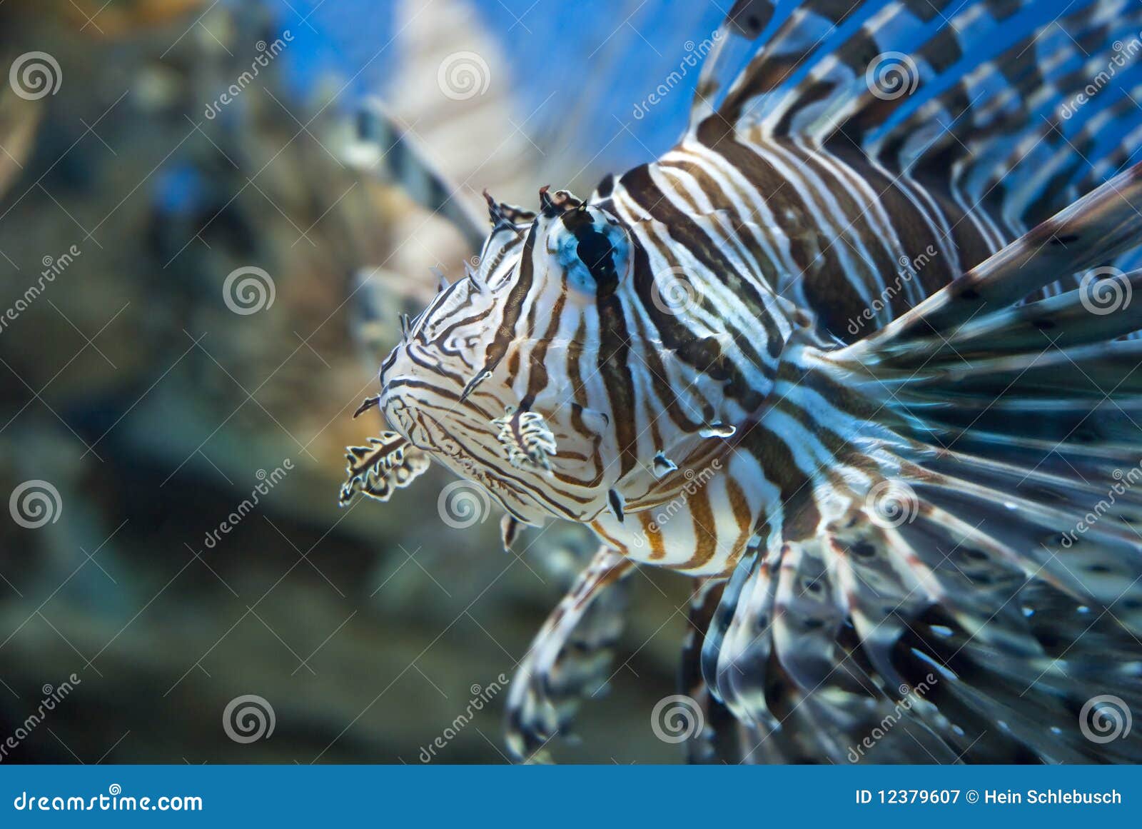 Zebra fish stock image. Image of aquarium, dive, coral - 12379607