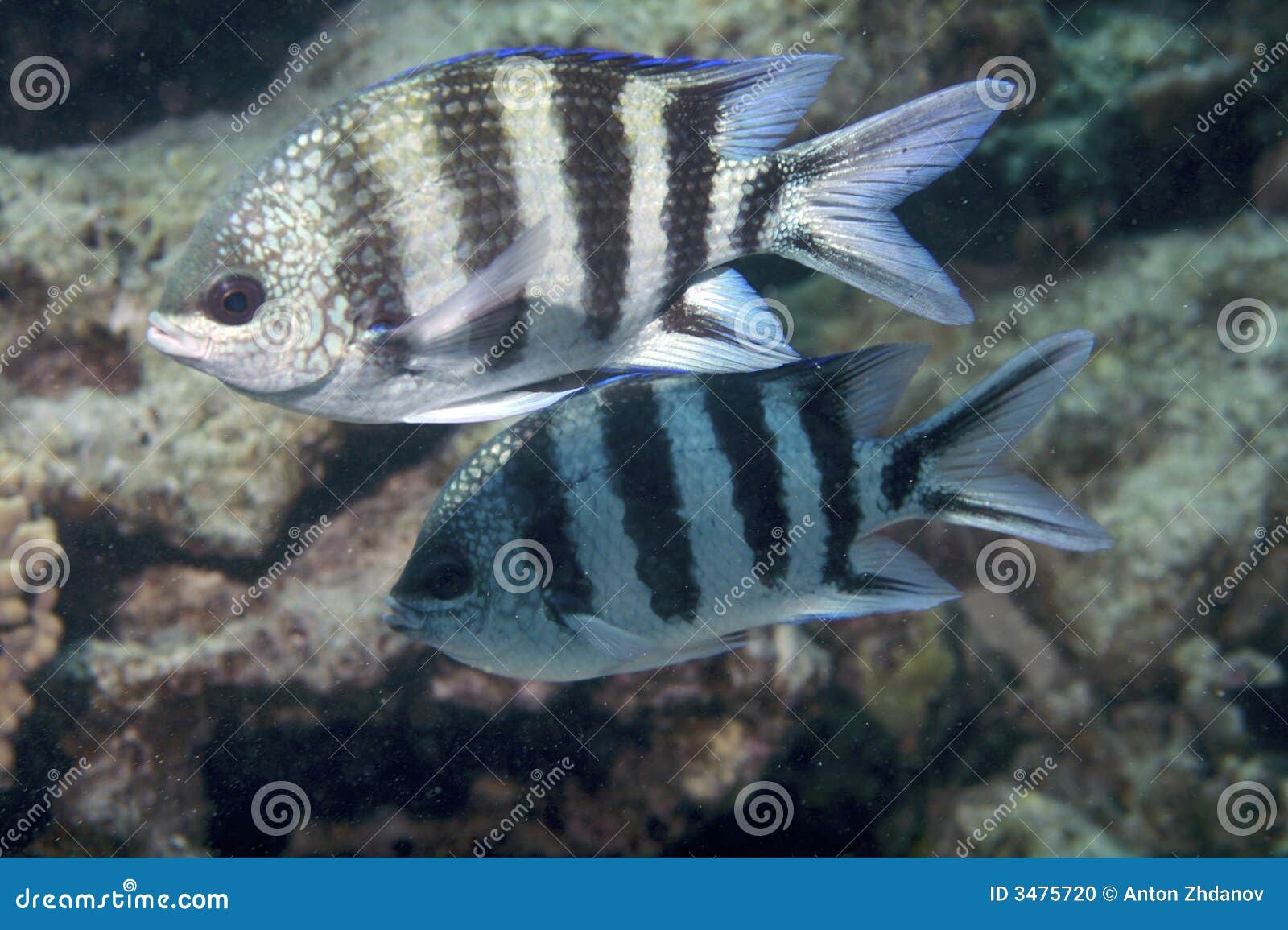 Zebra Fish Stock Photo - Image: 3475720