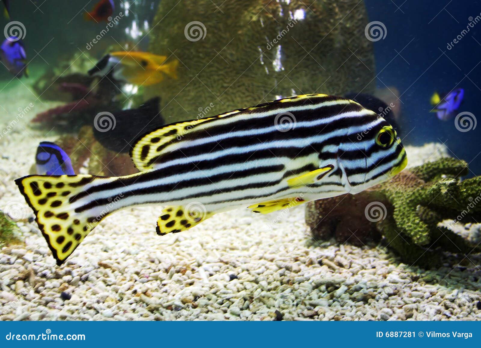 zebrafish clipart - photo #43