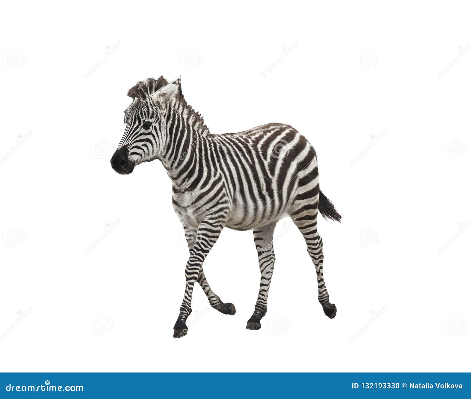 Zebra Foal on White Background Stock Photo Image of fauna, animal