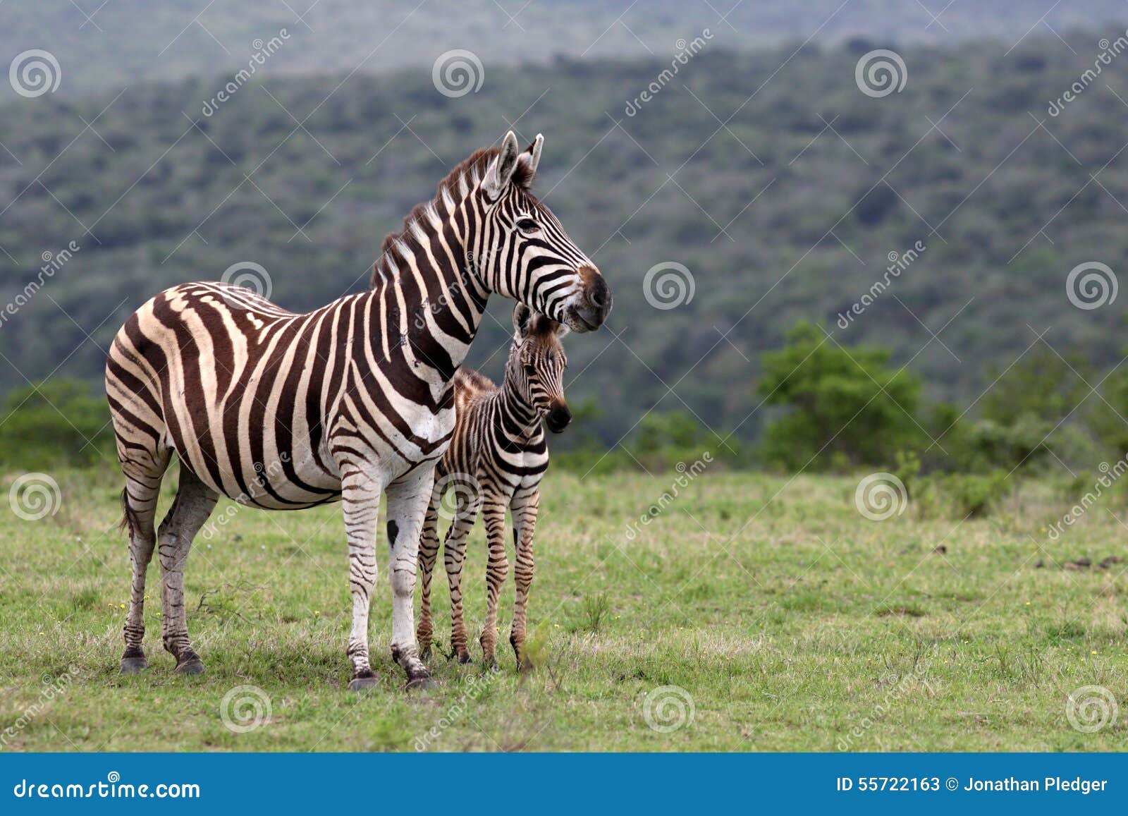 zebra and fowl. south africa