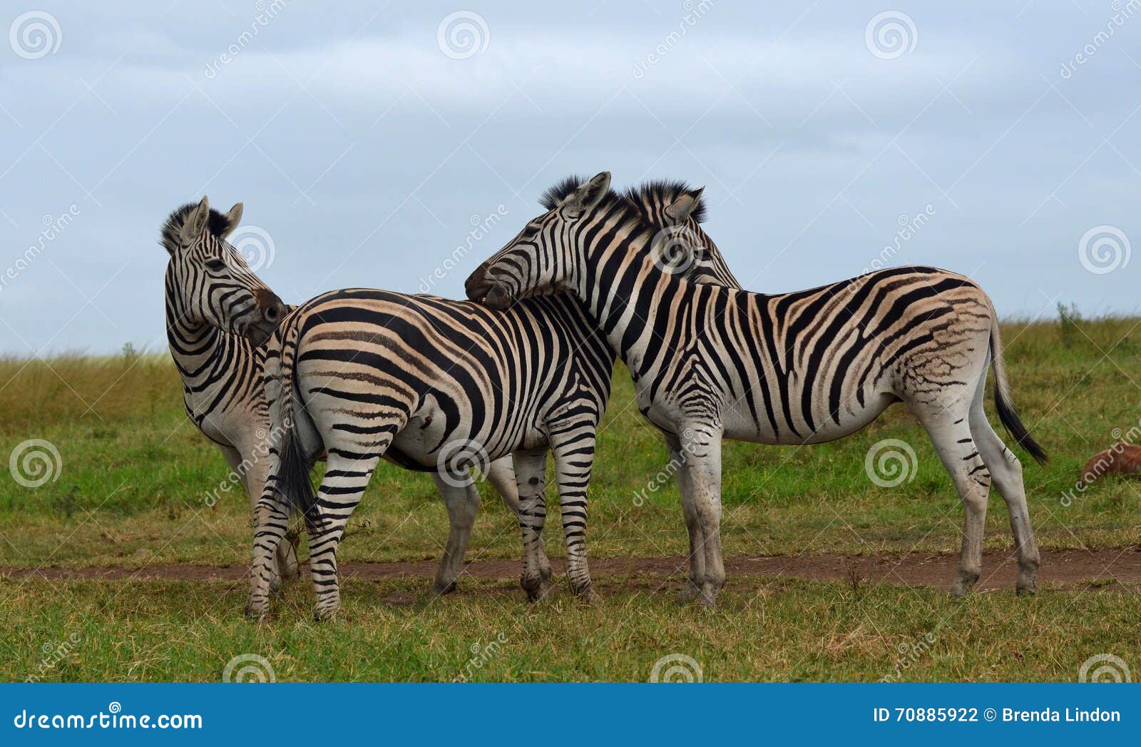 zebra friends.