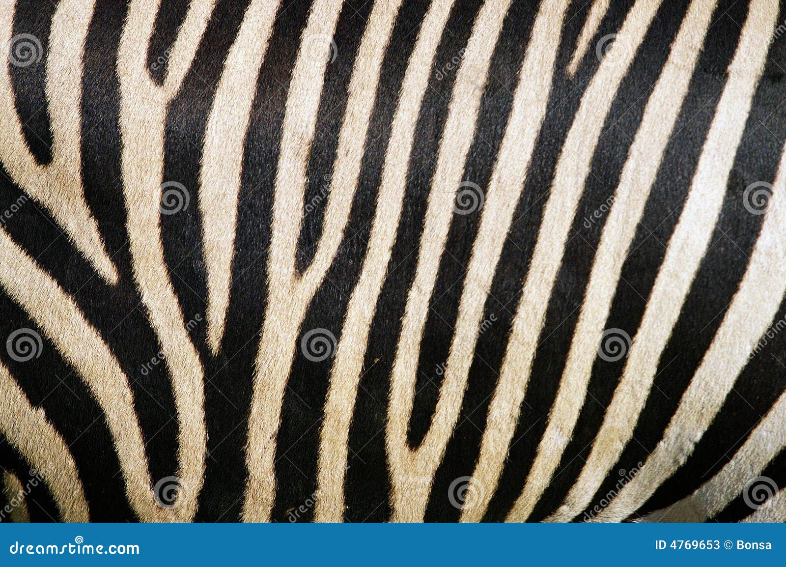 zebra fur