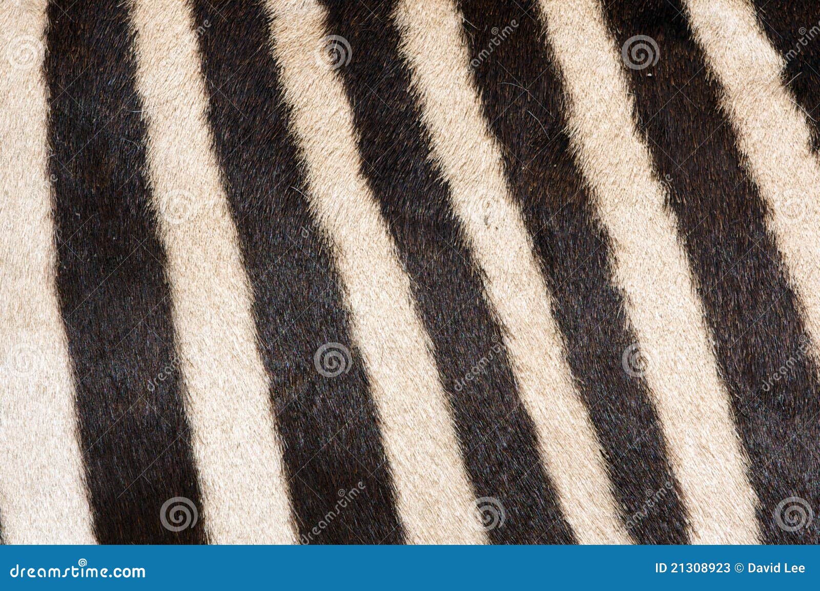 Zebra Fur Background stock image. Image of animal, hide - 21308923