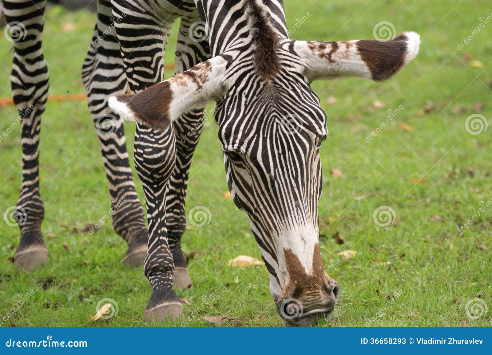 Zebra on a grass stock image. Image of national, herbivorous 36658293