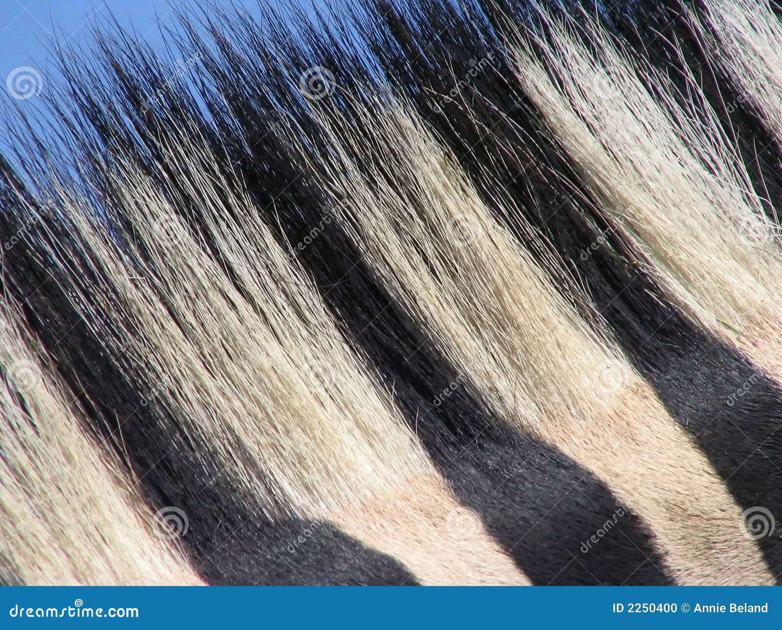 Zebra hair stock photo. Image of outdoors, close, wild 2250400