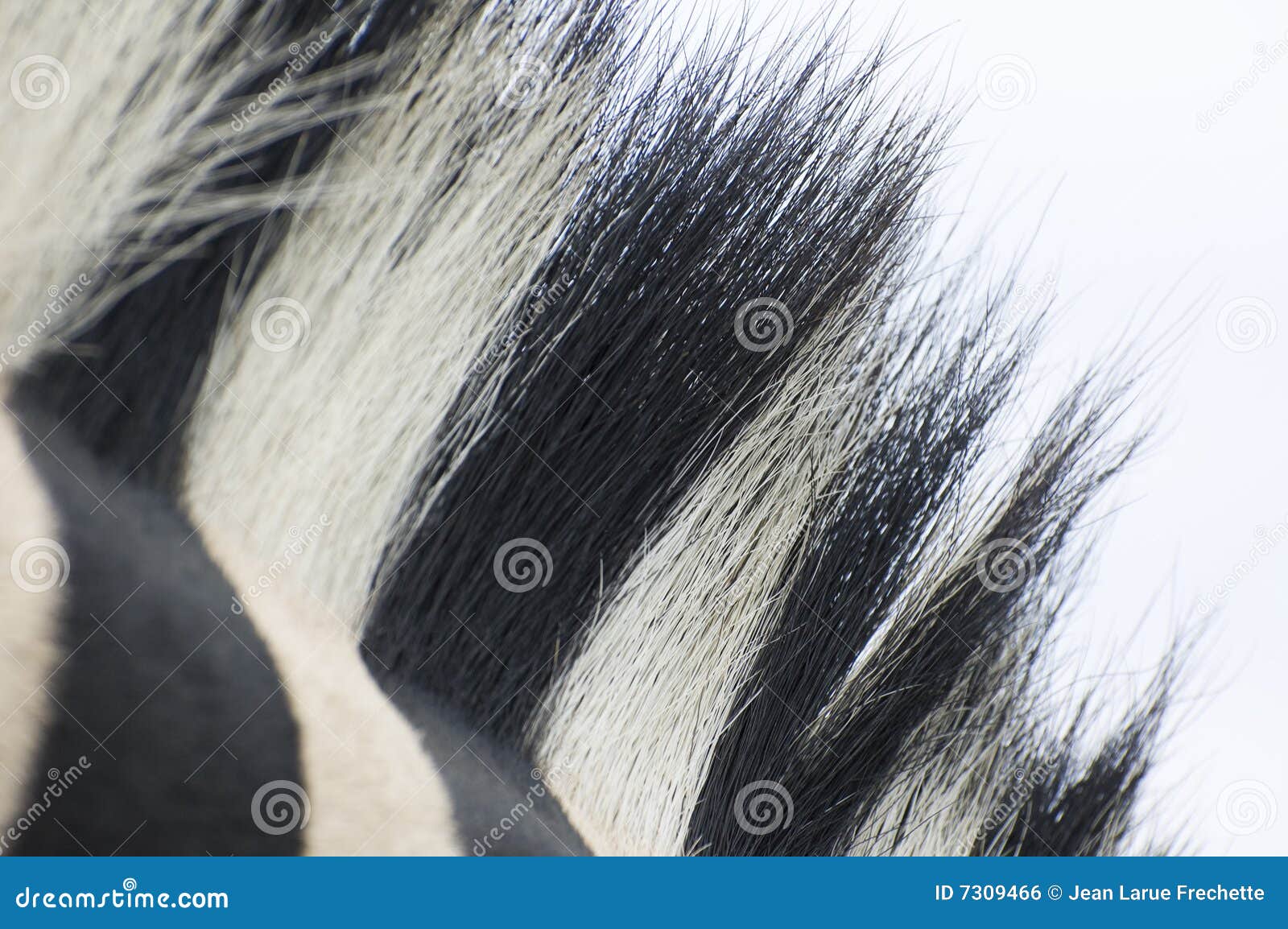 Zebra hair stock photo. Image of lines, nature, hair, south 7309466