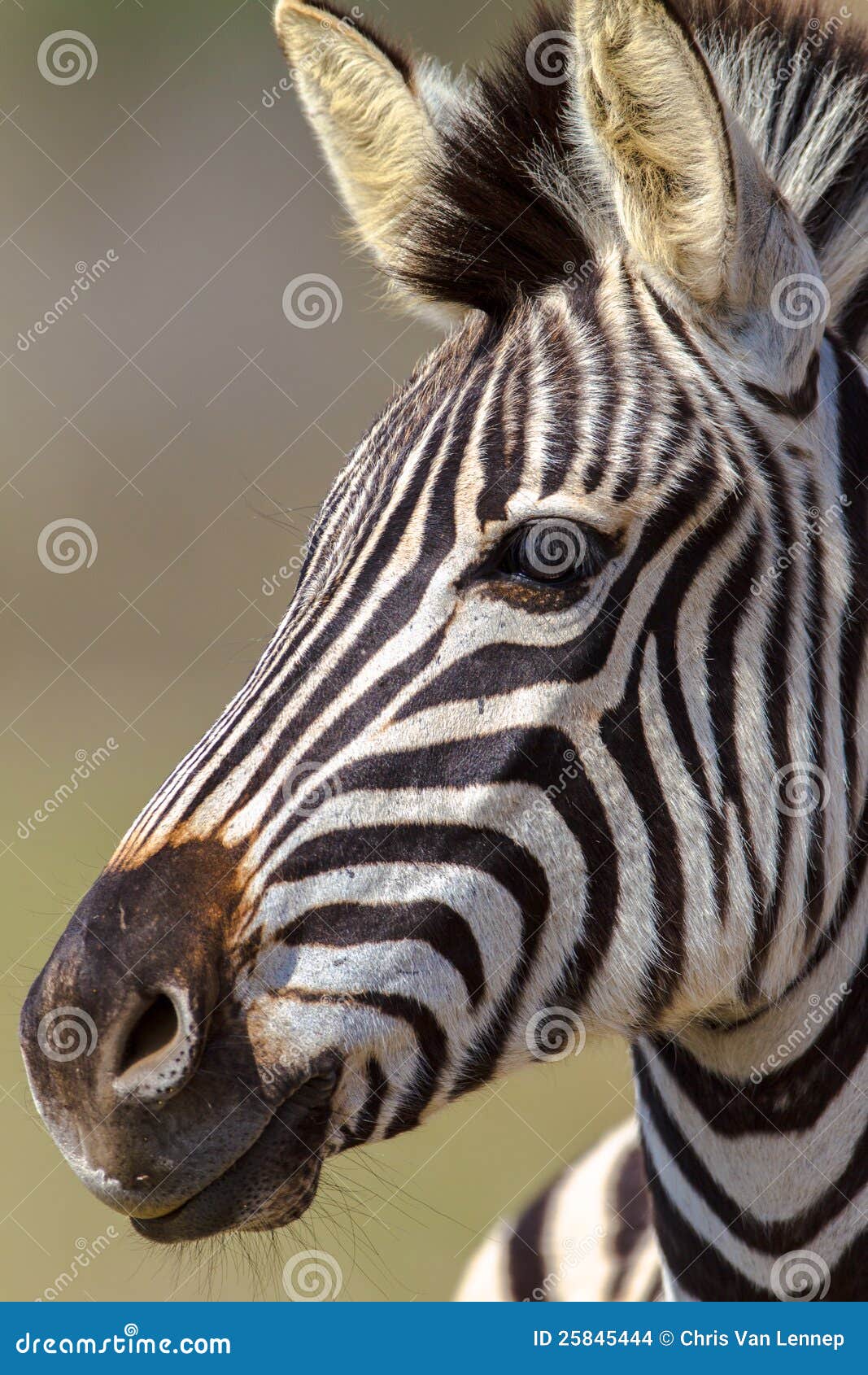 zebra head zebra head